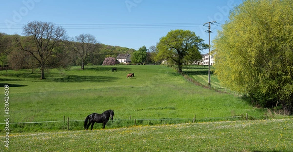 Fototapeta horses graze in luxemburg under blue sky in spring meadow