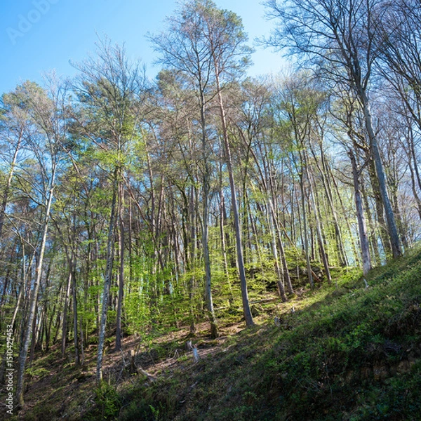 Fototapeta sunlight in spring on forest in muellertal near echternach in luxemburg