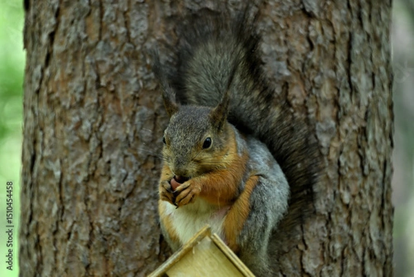 Fototapeta A squirrel is gnawing on a nut on a tree in the park.