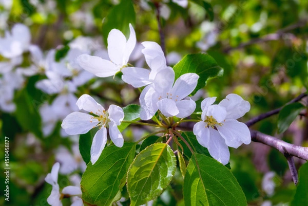 Fototapeta Branch of a wild apple tree with white flowers in spring.