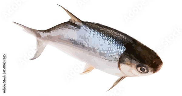 Obraz Realistic Fish Vector Illustration