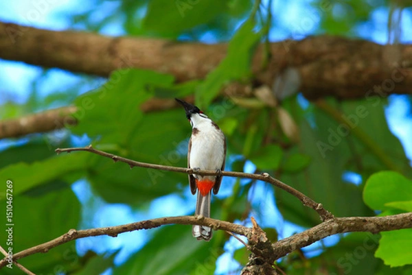 Fototapeta bird is looking for prey on a tree branch.