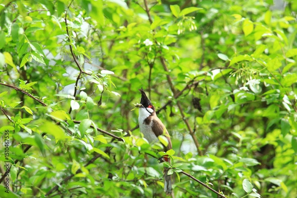 Fototapeta bird is looking for prey on a tree branch.