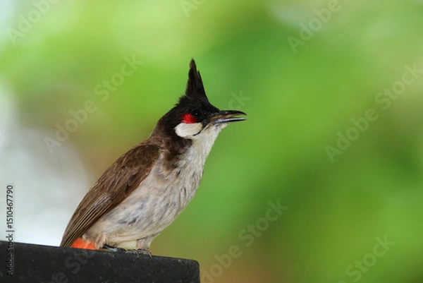 Fototapeta bird is looking for prey on a tree branch.