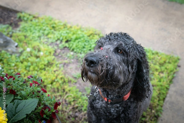 Obraz Wet, black and gray Goldendoodle puppy dog sitting in front of potted plants with tiny pink blooms stuck to her face.