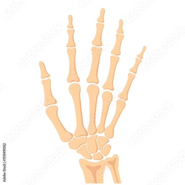 Fototapeta HumanBones-06.eps