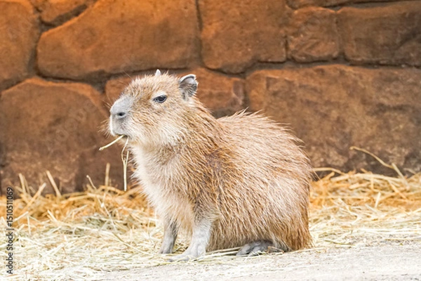 Fototapeta A capybara from the Hydrochoerinae family is seen up close, highlighting its distinct facial features and semi-aquatic adaptation in its habitat.