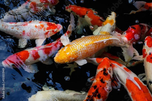 Fototapeta Koi or Fancy Carp
