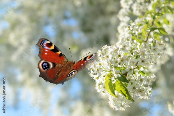 Obraz Schmetterling 313