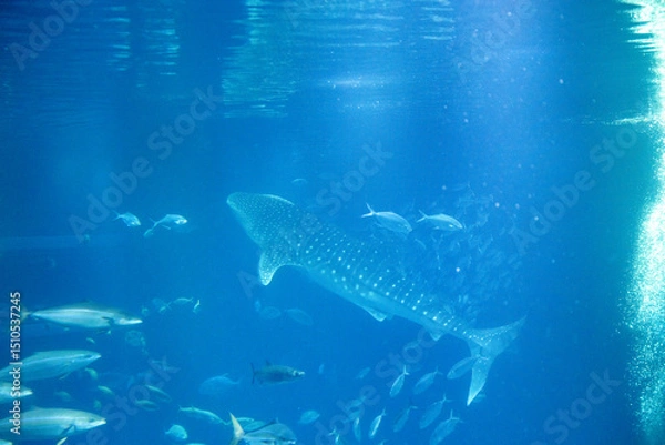 Fototapeta Stunning underwater view of marine animals inside the Osaka Kaiyukan Aquarium, one of the world largest aquariums. The exhibit features species like the whale shark.