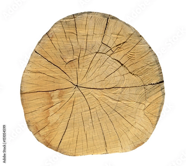 Fototapeta Oak tree, Round cut logs, isolated on the white background.