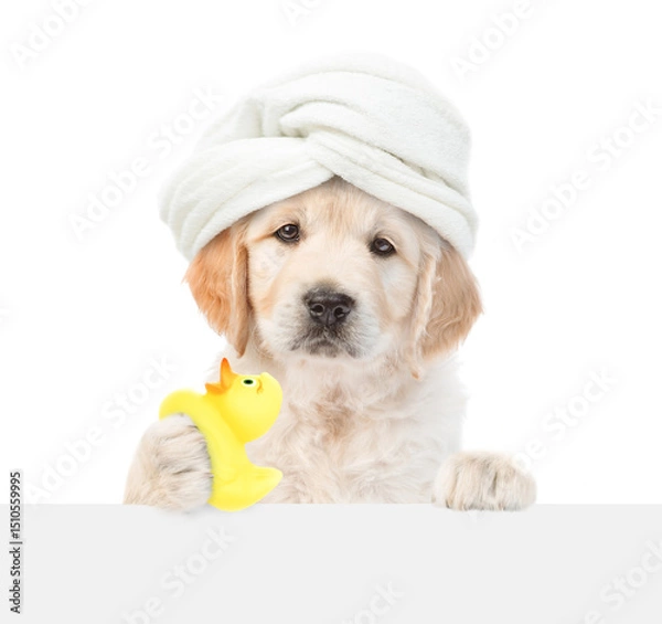 Obraz Cute golden retriever puppy with towel on it head looking above blank white banner and holding rubber duck. isolated on white background