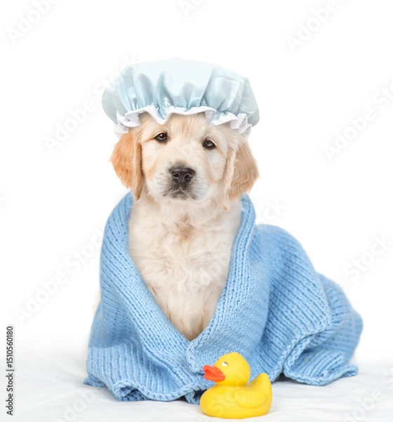 Obraz Cute Golden retriever puppy with tiny shower cap on it head wrapped in blue towel after bathing sitting with rubber duck