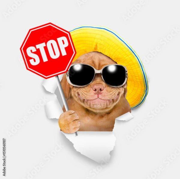 Obraz Smiling Mastiff puppy wearing mirrored sunglasses and summer hat looking through the hole in white paper and showing stop sign