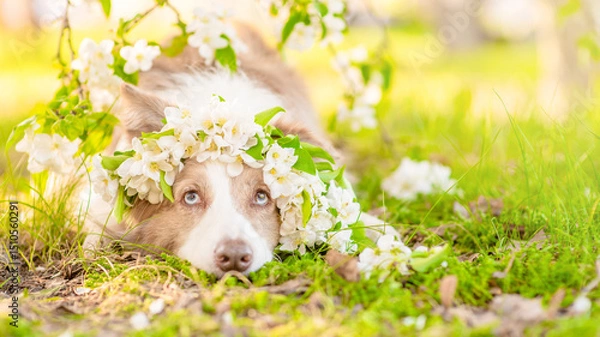 Obraz Portrait of a Border Collie puppy wearing wreath of apple blossoms at sunny spring park. Empty space for text