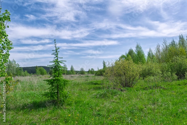 Fototapeta Summer meadow landscape with green grass and wild flowers on the background of a forest.