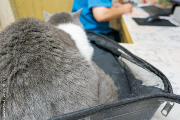Fototapeta A cat waiting for a check-up in a clinic