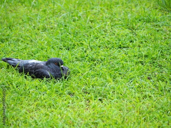 Obraz A big pigeon is lying on the green grass. Sick pigeons resting in the park. Birds or Poultry may be sick with Cryptococcosis, Meningitis, Pneumonia, Psittacosis. Pigeons are commonly seen in capital 
