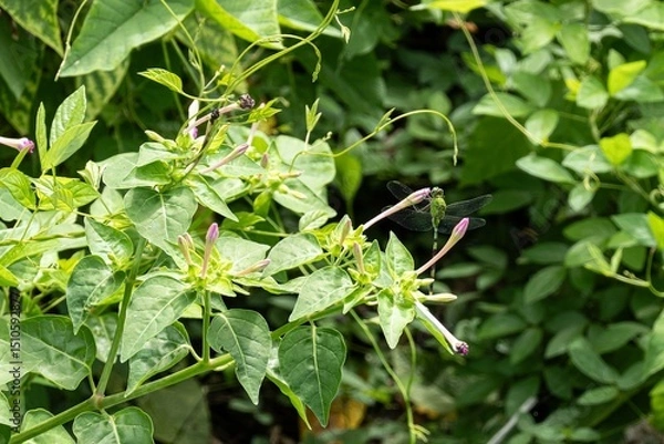 Fototapeta Marvel of Peru flower (mirabilis jalapa), small Eastern Pondhawk (Erythemis simplicicollis) dragonfly on leaf