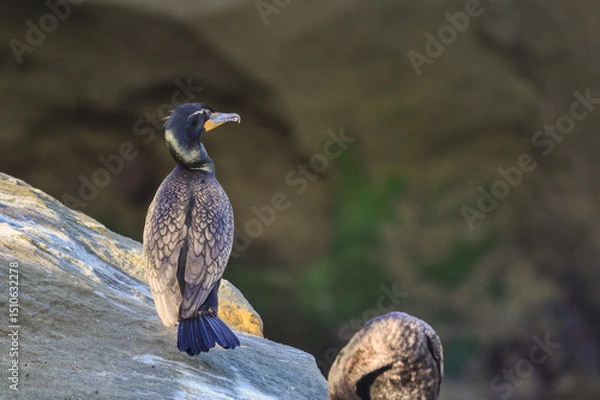 Fototapeta 2025-03-22 A LONE CORMORANT SITTING ON A ROCK LOOKING OUT WITH NICE FEATHERS AND A SOFT BACKGROUND IN LA JOLLA CALIFORNIA NEAR SAN DIEGO