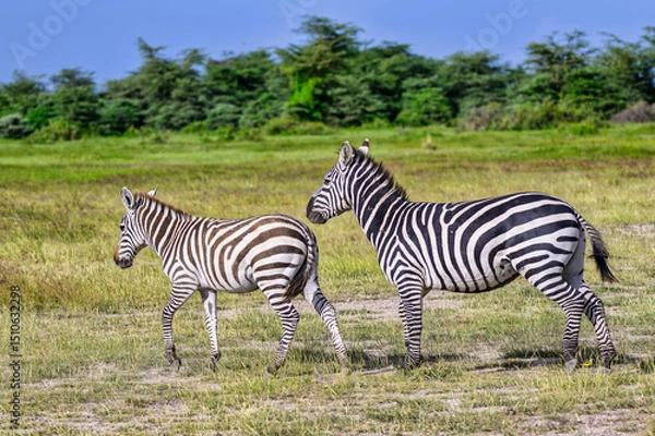 Fototapeta 2025-01-07 A MARE AND A FOAL ZEBRA WALKING ACROSS THE OPEN GRASSLANDS IN AMBOESLI NATIONAL RESERVE IN KENYA