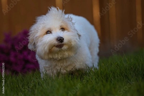 Fototapeta 2023-12-31 A WHITE COTON DE TUELAR WITH BEAUTIFUL EYES LOOKING SLIGHTLY UP ON A LUSH GREEN LAWN ON MERCER ISLAND WASHINGTON