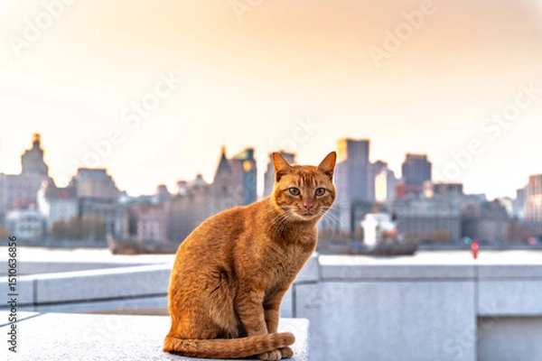 Obraz Homeless cat with sunset Shanghai cityscape, Shanghai, China