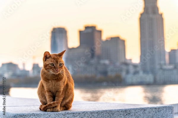 Obraz Homeless cat with sunset Shanghai cityscape, Shanghai, China