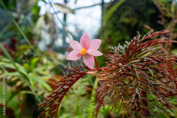 Fototapeta Begonia bipinnatifida features intricately dissected foliageand small pink bloom. Thrives in tropical climates and humid environments like terrariums, indoor gardens and botanical displays.