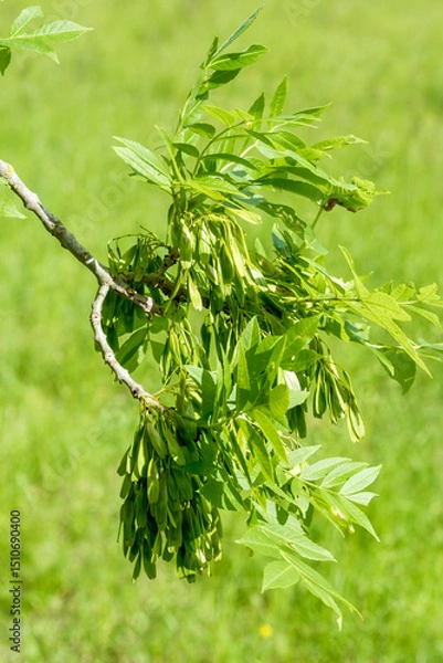 Obraz Fraxinus excelsior Esche gemeine Esche Detail Frucht