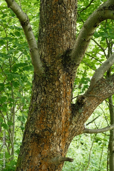 Obraz Sorbus torminalis Elsbeere Detail Stamm