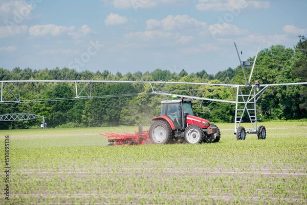 Obraz Farmer and his tractor working in a corn field before harvest.