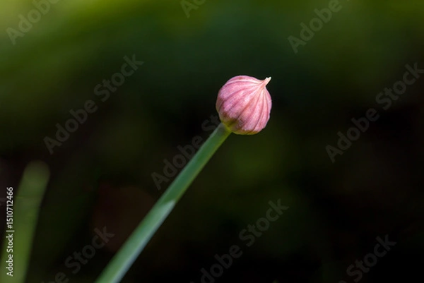 Fototapeta close up view of a young pink chives bud in the garden in sunlight against a blurred dark background