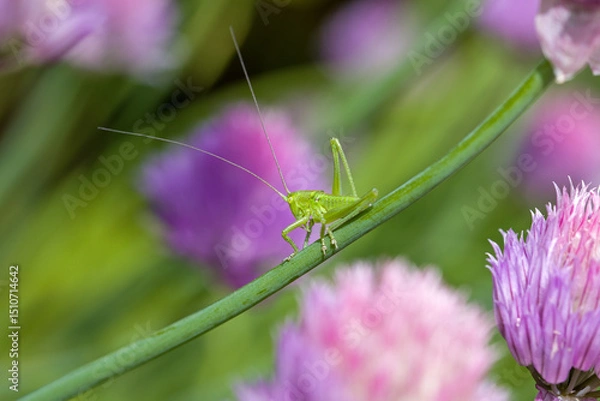 Fototapeta close-up of a small green grasshopper on a green stem of chive in front of a blurred green and pink background