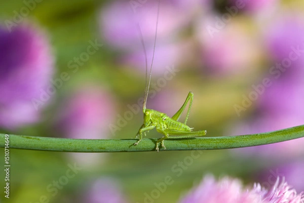 Fototapeta close-up of a small green grasshopper on a green stem of chive in front of a blurred green and pink background