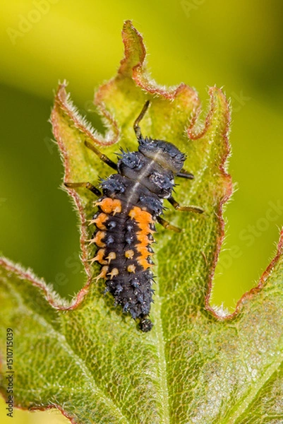 Fototapeta close-up view of a black orange larva of the multicoloured asian ladybug with interesting bristles on the body sitting on a green leaf in the sunlight