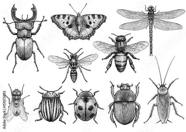 Fototapeta Ilustracja owadów, rysunek, grawerowanie, atrament, grafika liniowa, wektor