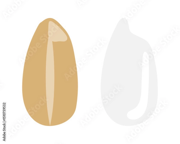 Fototapeta 玄米と白米のイラストのセット