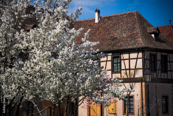 Fototapeta Colmar half-timbered medieval building and blossom