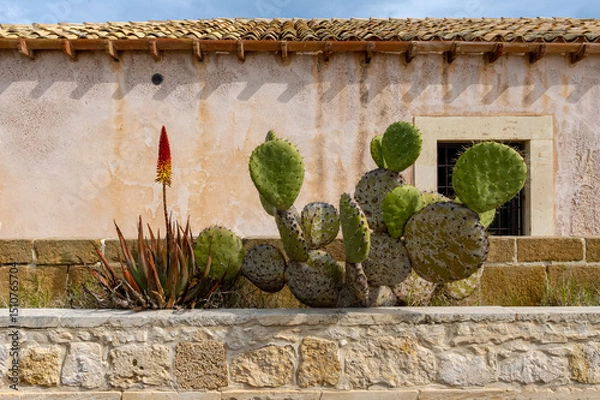 Obraz One opuntia (cactus) and one aloes