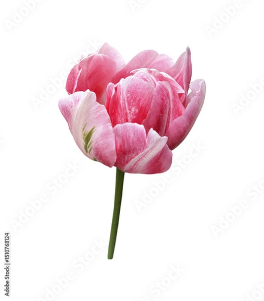 Obraz Pink tulip first spring garden flower, cutout with clipping path isolated object, beautiful single springtime plant, floral element of design, decor