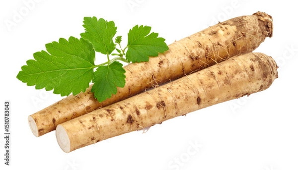 Fototapeta Close up of two chicory roots with leaves, isolated on a transparent background, ideal for healthy food and beverage projects