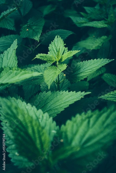 Fototapeta Green field of nettle close up . High quality photo