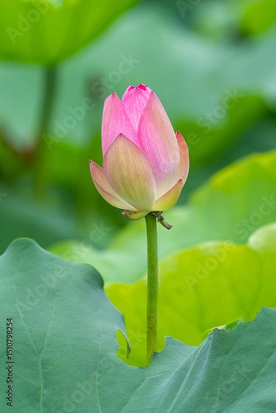 Obraz lotus flower blooming in summer pond with green leaves as background