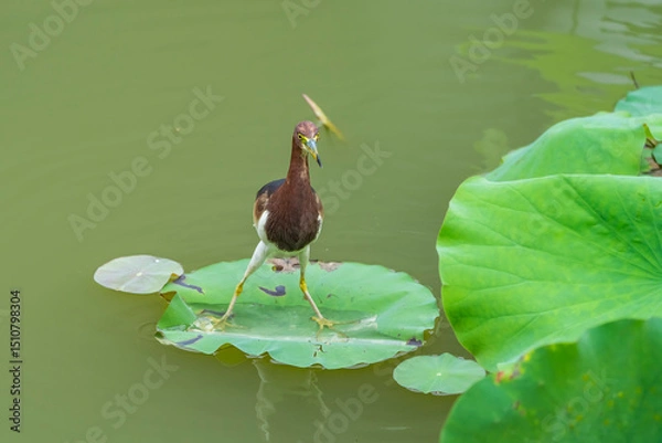 Obraz pond heron (Ardeola bacchus) on lotus leaves in pond