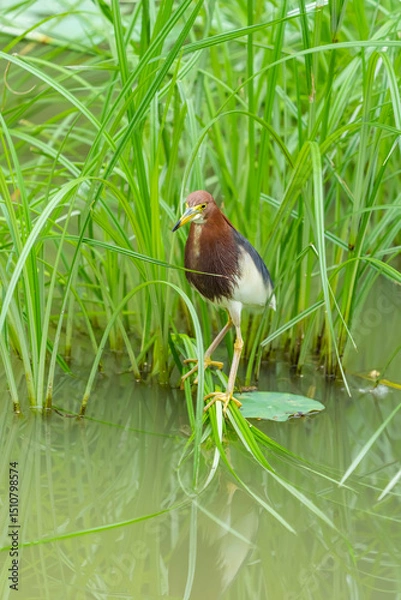 Obraz pond heron (Ardeola bacchus) on lotus leaves in pond