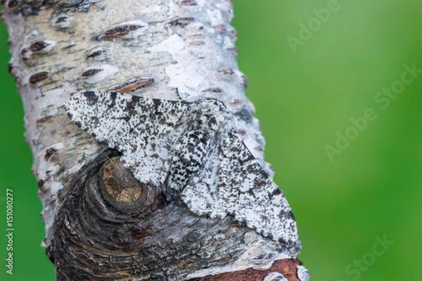 Obraz Peppered Moth - Biston Betularia