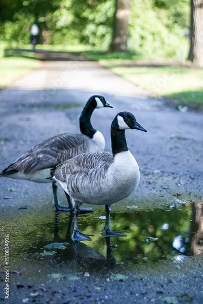 Fototapeta A goose walking on grassland at Deventer The Netherlands. High quality photo