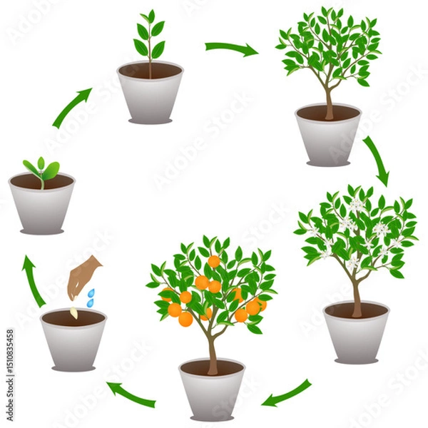 Fototapeta Life cycle of mandarin in a pot on a white background..eps