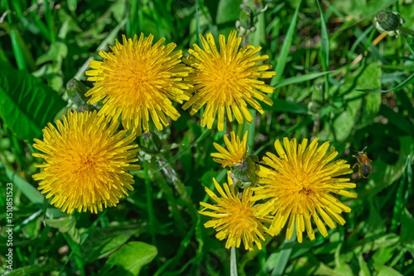 Fototapeta Dandelion Taraxacum officinale grows in the wild in spring